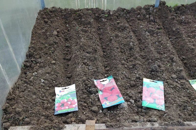 Апрель в саду: что сажать в открытый грунт и теплицы для раннего урожая?