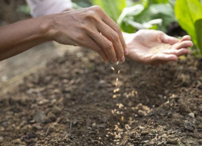 Как выбрать идеальное место для посева семян: советы для успешного огорода