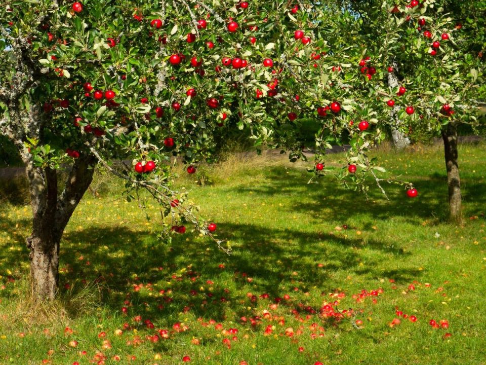 Устранение тли на яблонях: натуральный подход с перцем чили