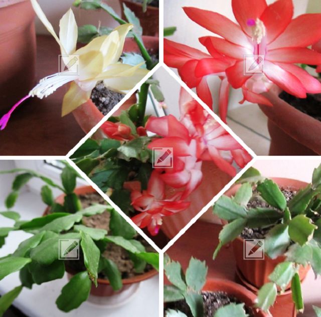 Как создать идеальные условия для повторного цветения декабриста в декабре