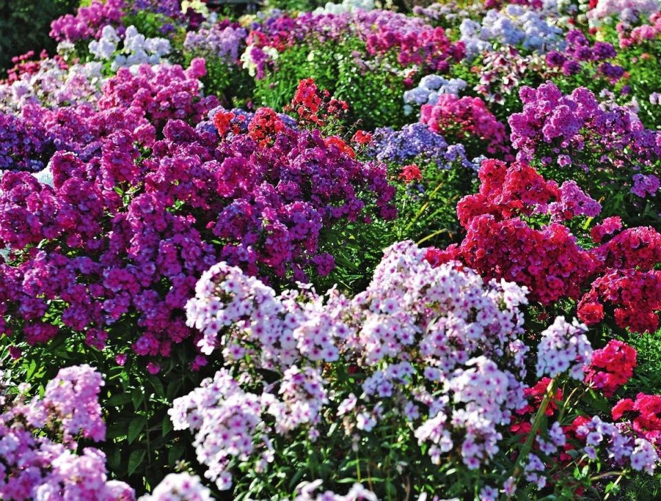 Как добиться пышного цветения флоксов в вашем саду