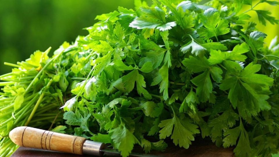 Секреты успешного урожая кориандра: основные ошибки, которых следует избегать