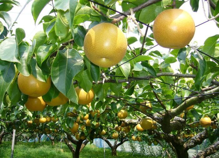 Как вырастить груши с богатым урожаем: секреты успешного садоводства