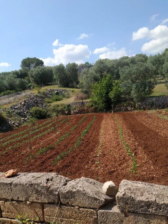 Итальянская дача: жизнь под солнцем Апулии без огородов и домиков
