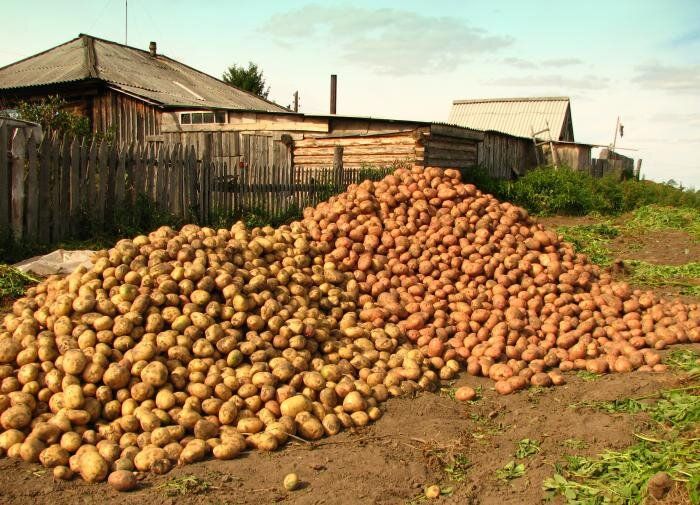 Как эффективно бороться с паршой на картофеле: советы и рекомендации