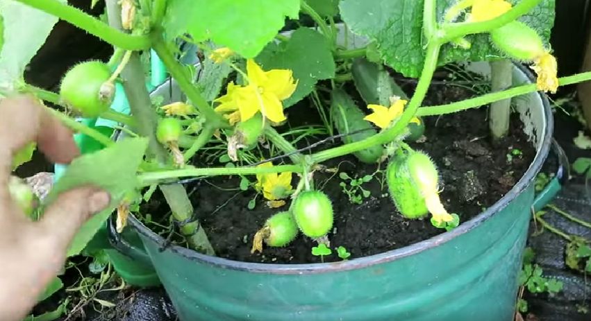 Малыши-огурчики: хит лета, покоривший сердца детей