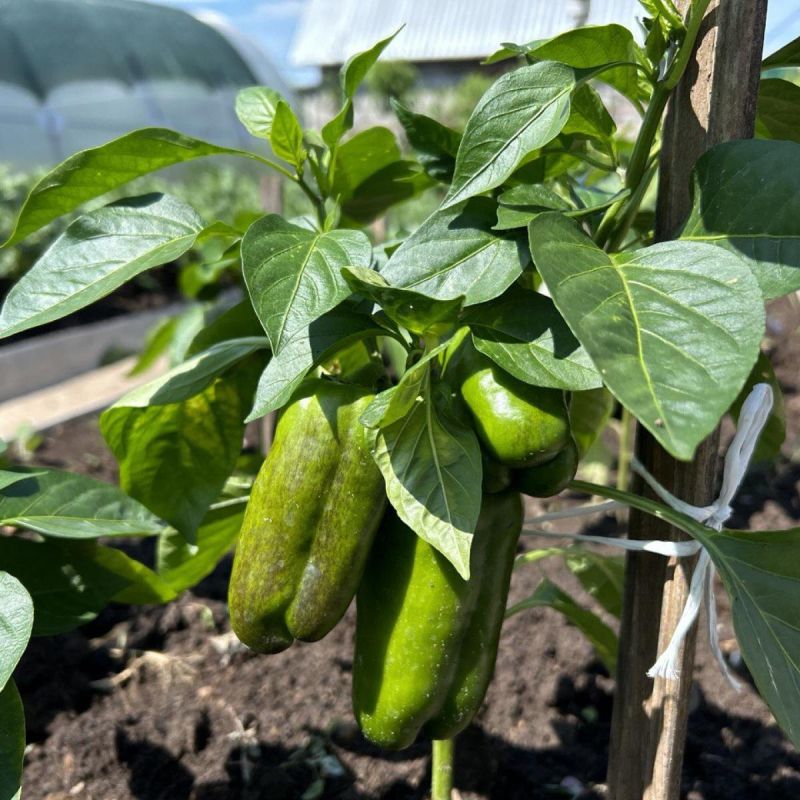 Как ускорить созревание перца: простые и эффективные методы