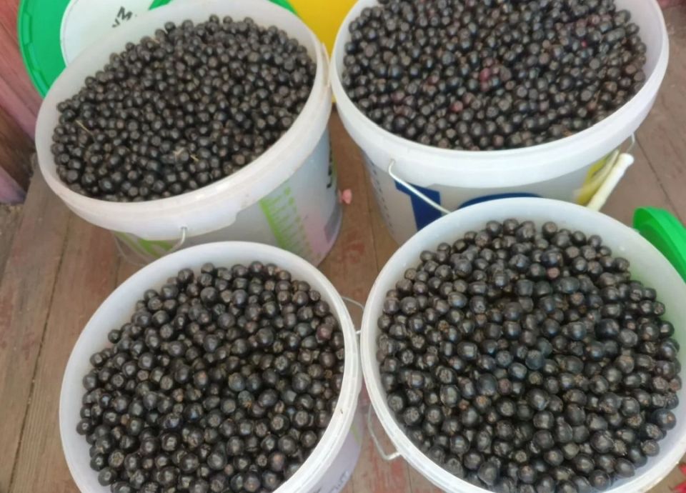 ������ 2025 ����: ������ ������ ����� �������� �� ������?