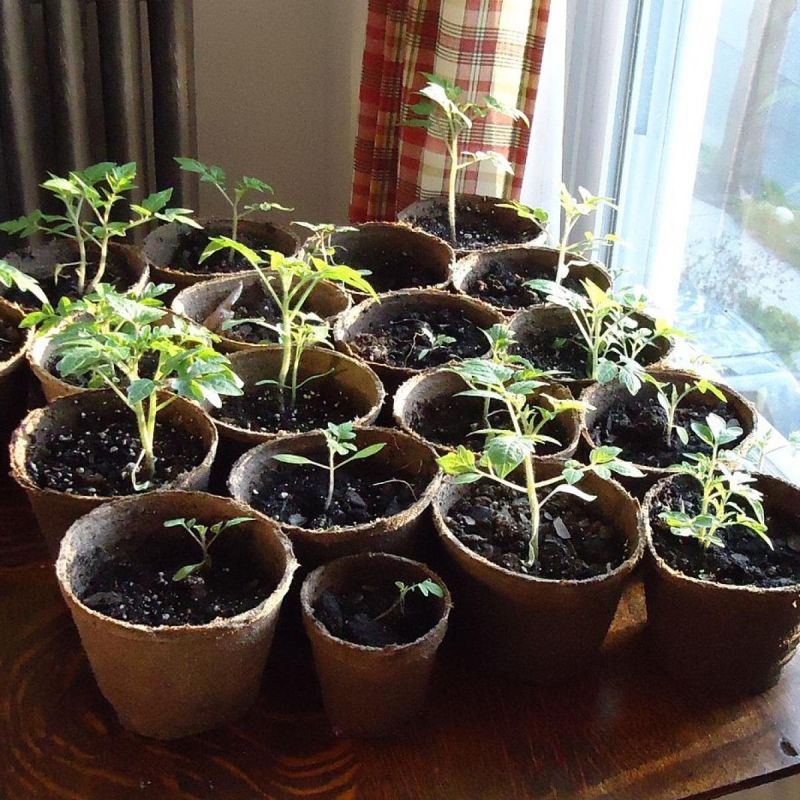 Январский старт: какие растения стоит сеять на рассаду уже в этом месяце