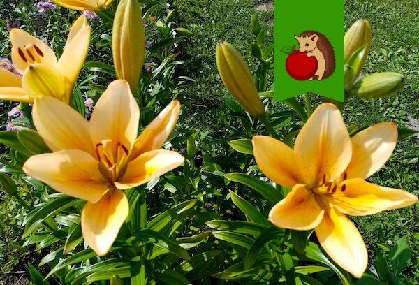 ������� ����� �� ������� � �������: ��� ���� � ������ ��������