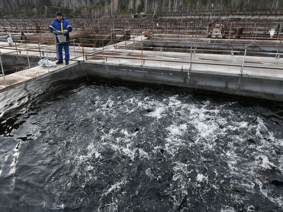 ������� ������������: ��� ������ ����� ����� ������� � ������������ ����