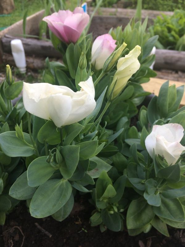 ��� ��������� �������: �� ������ �� ����� � ������ �����������