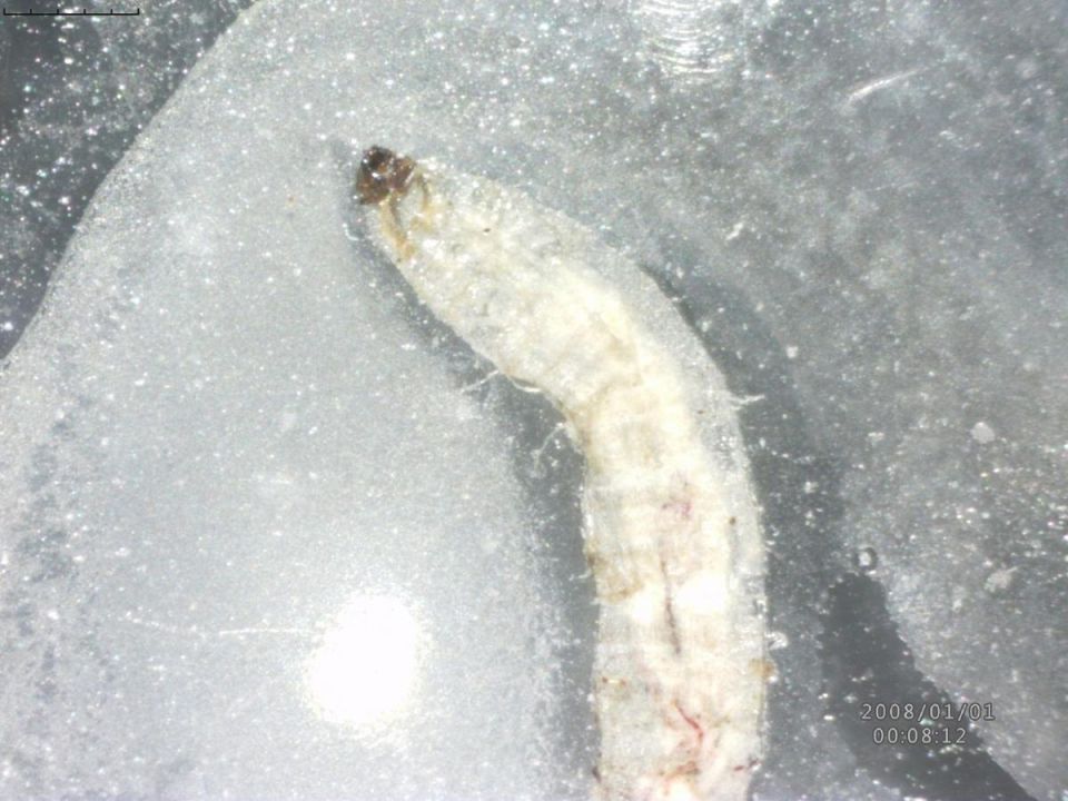 ��� ������� ���������� ������� � �������� ���������: ������� � ����������� �������