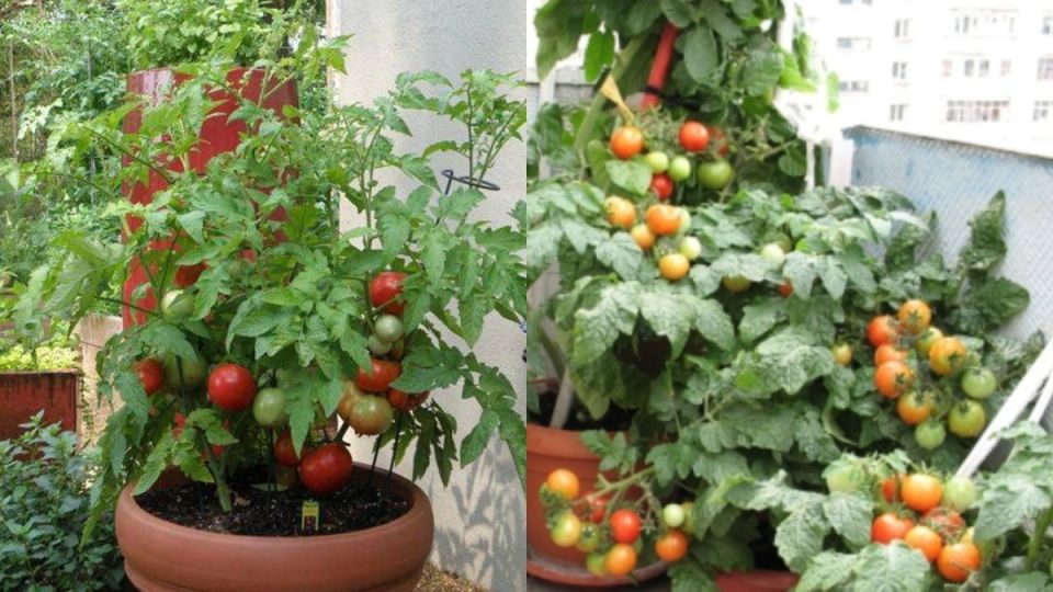 ��� ��������� ������ ����������� ������ �� �������: ������� ������ ��� ��������� ������