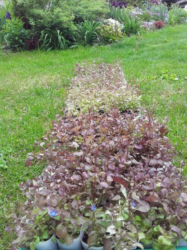 ������� � �������: ����, ������� �� �������� ��������