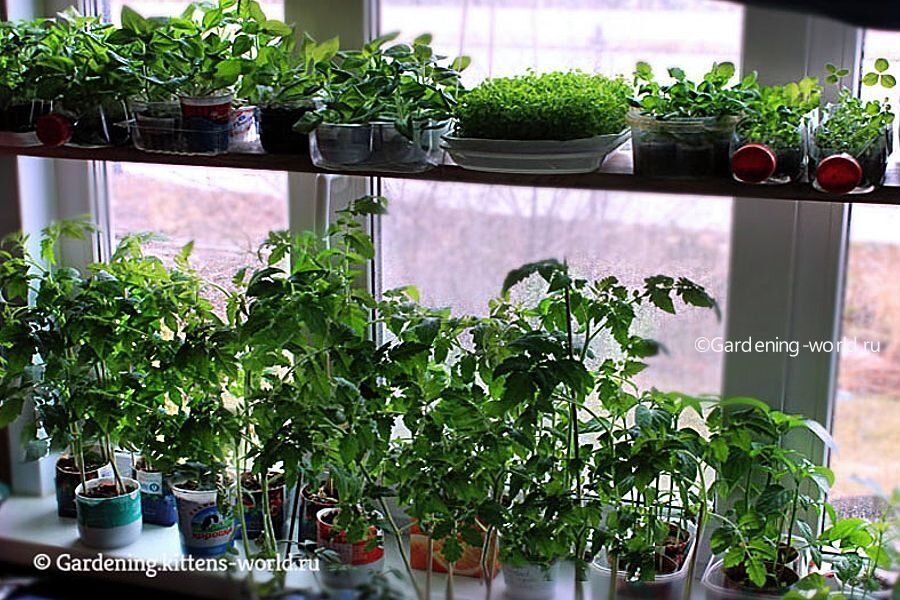 ��� ��������� ������� ������� ����: ������ � ������� ������