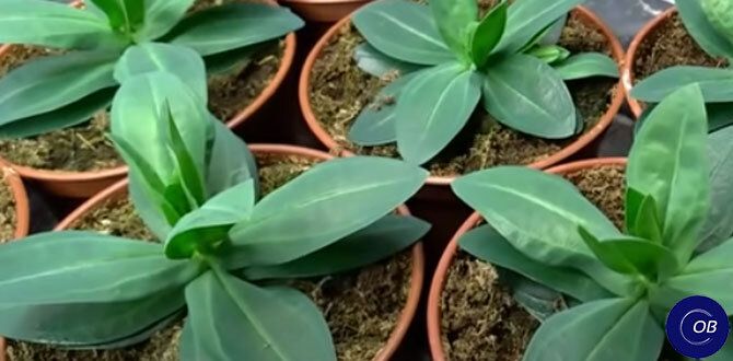 �������: ������� ��������� ����������� ����� ������������� ������