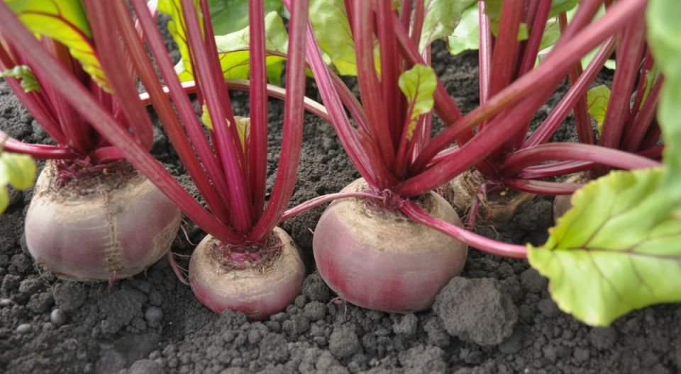 ���������� sweetest harvest: ������� ��������� ����������� �����