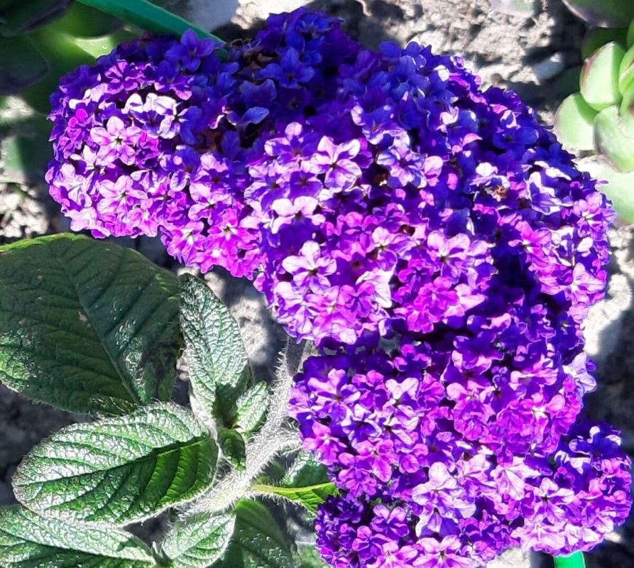 ���������: ����� ��������, ������� ������ ����