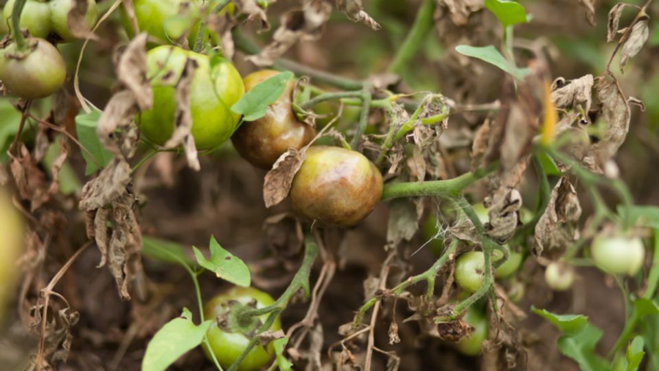 ��� �������� �������� ������� ������ �� ���������: ����������� ������� � ������ ����