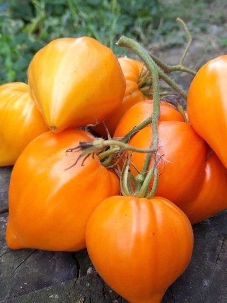 ����� ������ ����: ������� ���� � ������� ��� �������� ��������