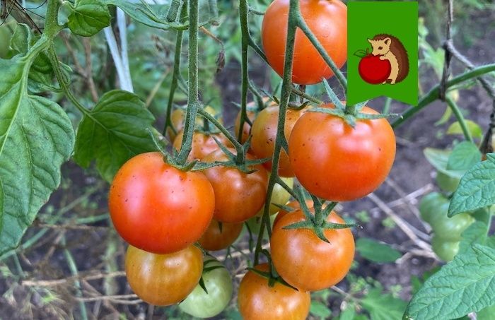 �������� � �������: �������� �������� ���� � �������� �����������