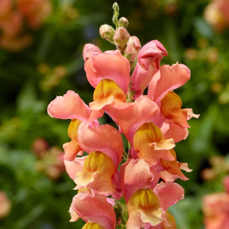 ������� ���: ��� ����� �������� ������� � ���� � ����