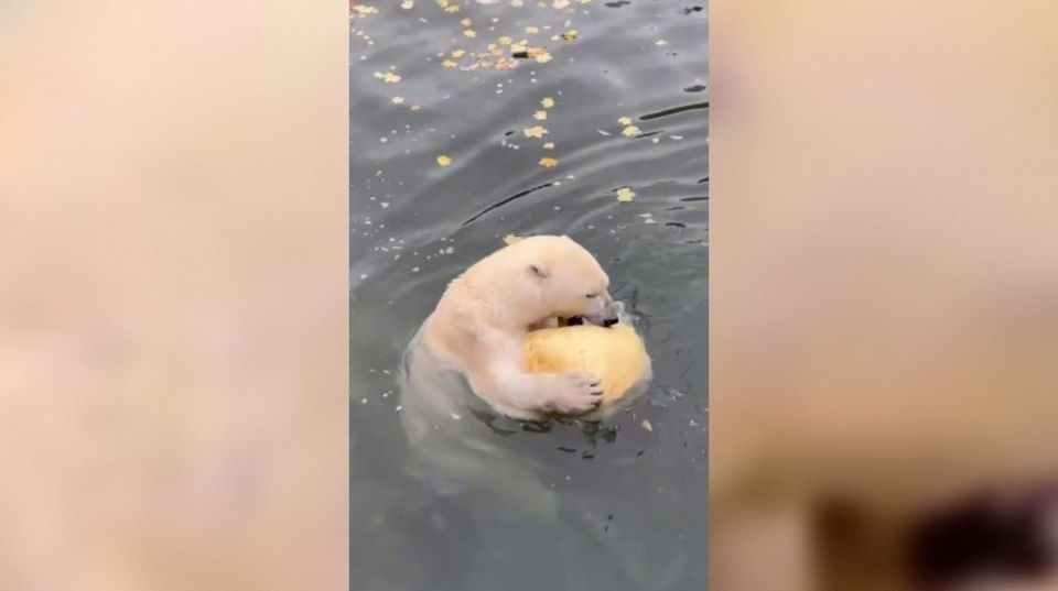 � ����������� ����� ��������� ��������� ������� �����-������