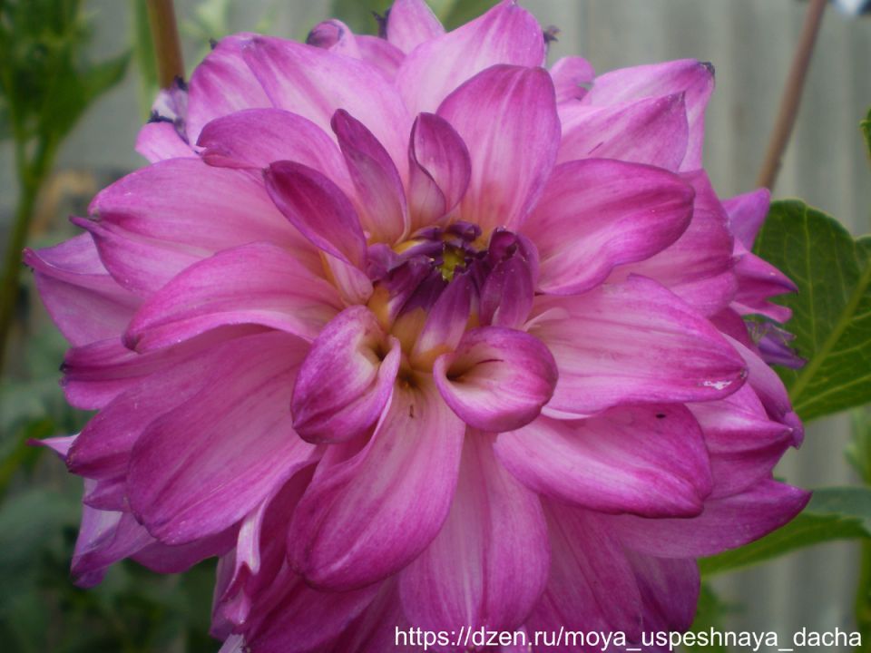 ���, ��� ����� ����� � ������� ������� ��� ������ ��������