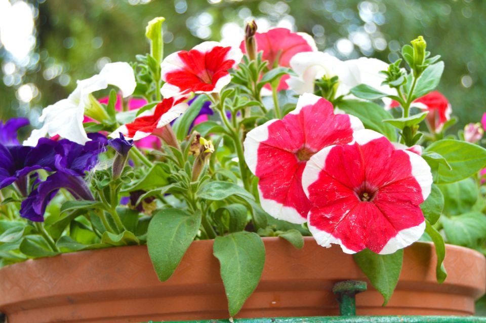 Как выбрать идеальные семена петуний