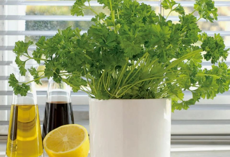 Как вырастить огород в квартире: советы по выбору культур и уходу