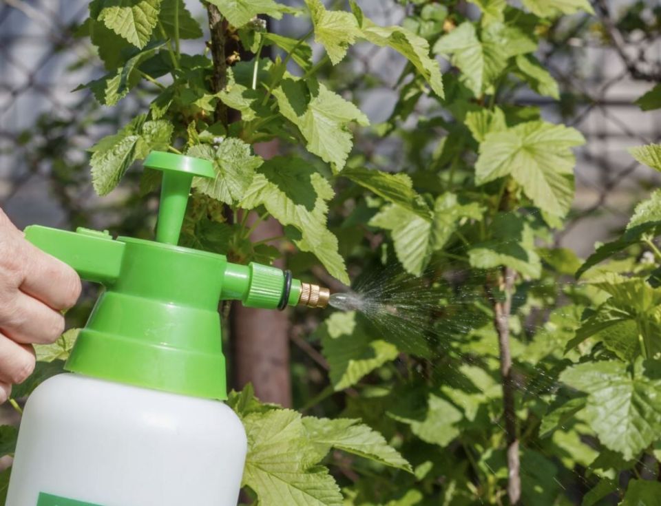 Обработка смородины после сбора урожая: как защитить кусты от вредителей без химии