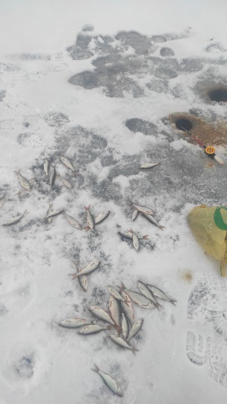 Как приготовить мелкую рыбу: простые шаги к вашим домашним шпротам