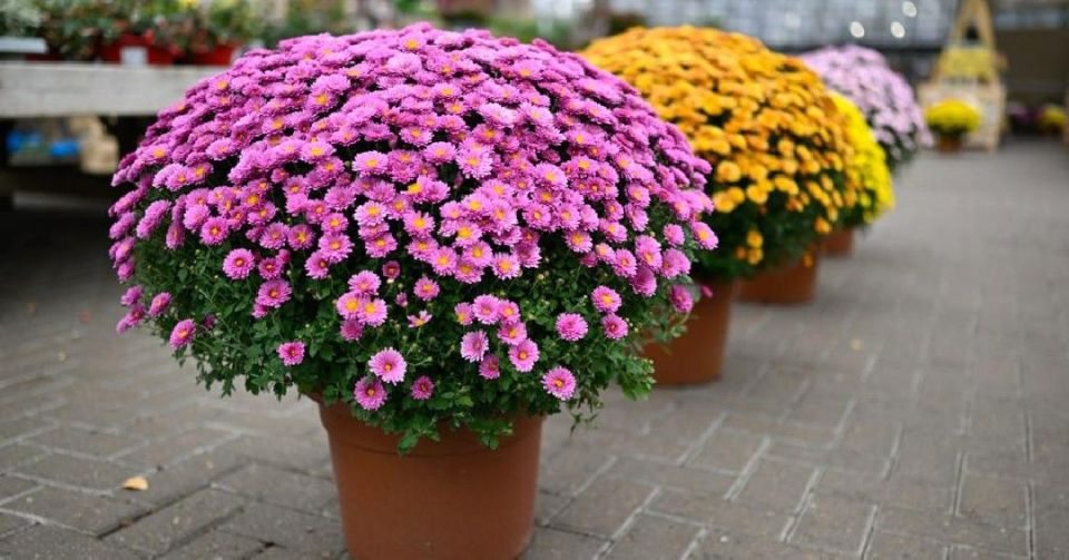 Спокойное объяснение: почему хризантема мультифлора не цвела и как сохранить её на зиму