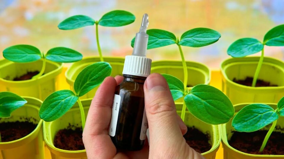 Как янтарная кислота может подложить крепкую рассаду без лишних затрат