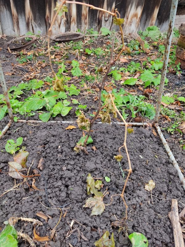 Как молодой виноград прячет зимою платок тепла и уюта