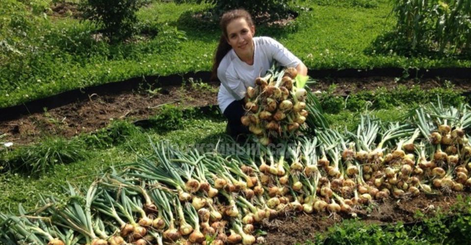 Уборка лука и хранение репки: спокойный путь к урожаю без потерь