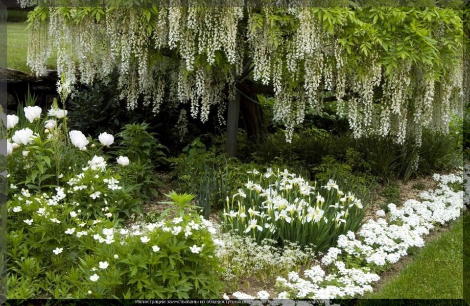 Белоснежная феерия: как собрать гармоничный белый сад и удивлять простотой красоты