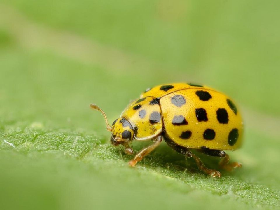 Когда божьи коровки становятся врагами: неожиданные угрозы для вашего сада