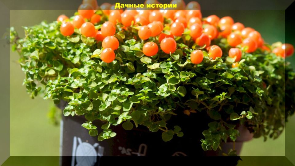 ��������� ��������, ������� ������ ������� �� ����� �����������