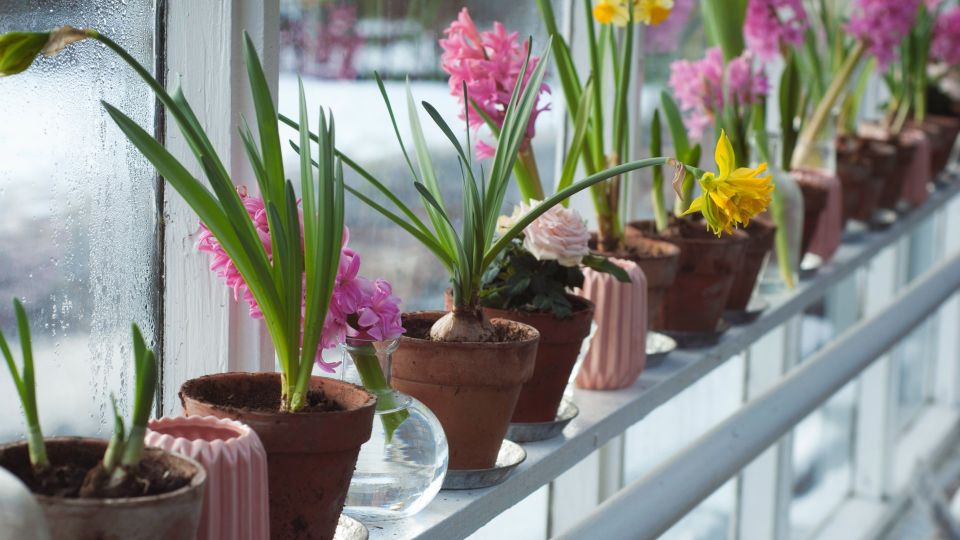 ��������� ������ ����� ��� ���������� �������: ����� ������� �������