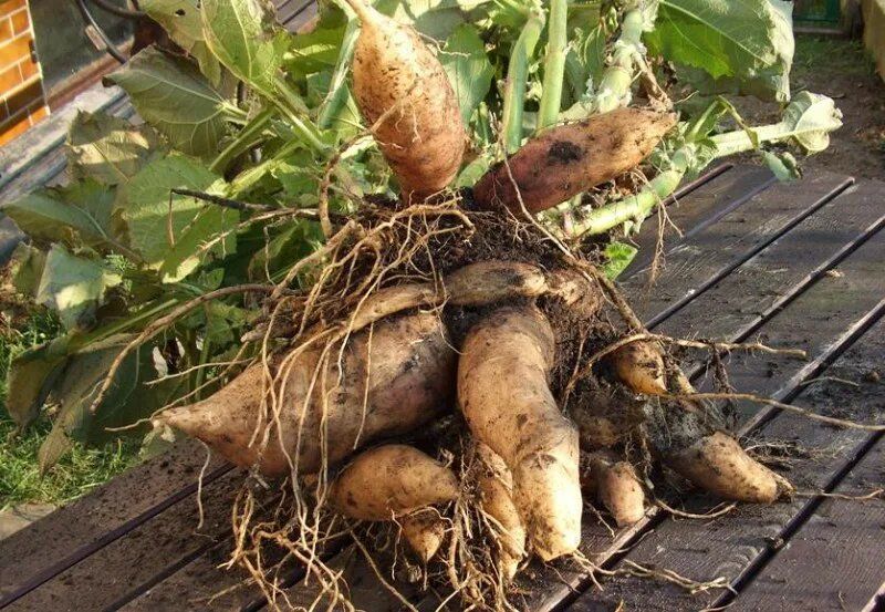 ��� ��������� ��������� �������� �� ����: ������ ��� ���������� �������� ������