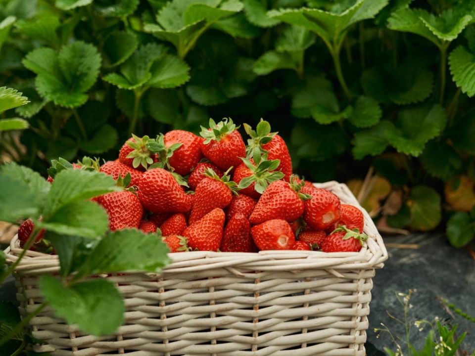 Как вырастить идеальную клубнику: натуральные секреты для вашего сада