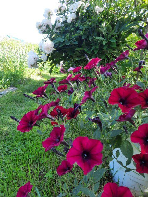 Однолетники и многолетники: что выбрать для вашего сада?