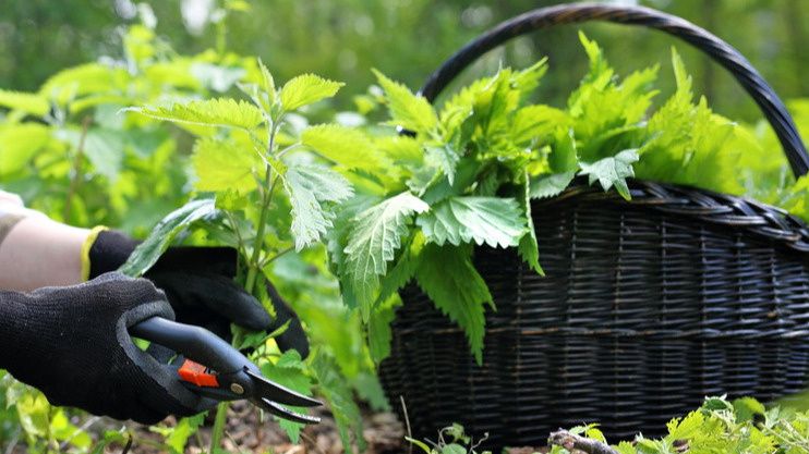 Как собрать съедобные сорняки и сэкономить на зелени до 8000 рублей в сезон