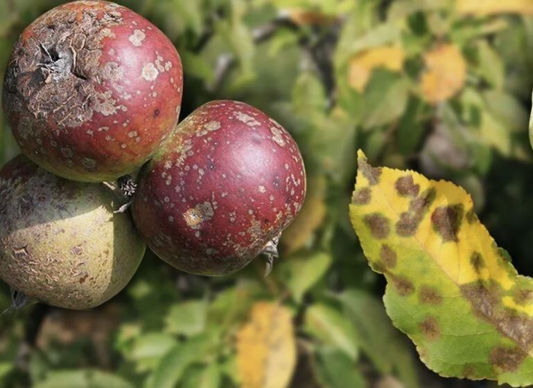 ��� ����� ����� ���������� � �������� �������� � ����