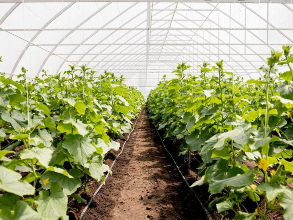 ��� ��������� ������ �����: ������� ������� ��� ����� �������