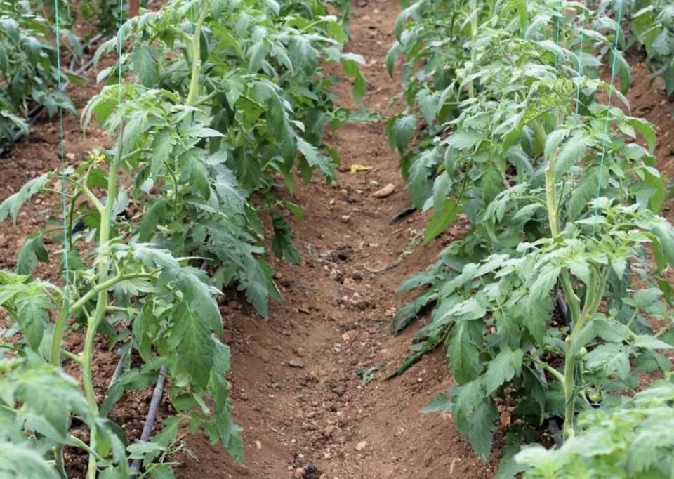 ��� �������� � ����: ������ ����� ��� ������� ������