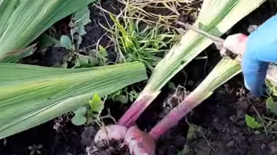 ��� ��������� ������� �������� ����������� �� �������� �������