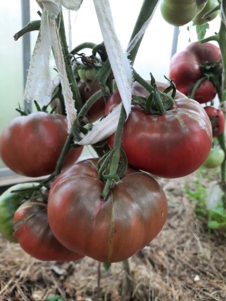 ��� ������� ��������� �������� ��� �������: ������� � ������ ���������